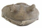 Bargain, Enrolled Asaphus Trilobite - Russia #363248-1